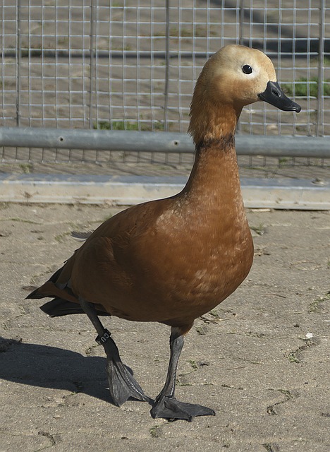 其职业生涯